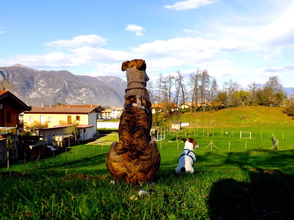 convivenza due cani in famiglia