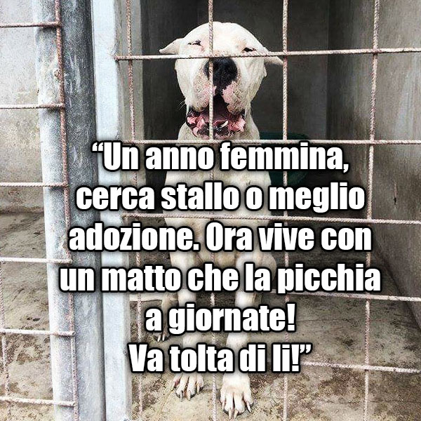 adozione del cane in canile