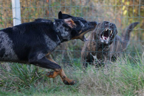 cani che fanno rissa alla recinzione di casa