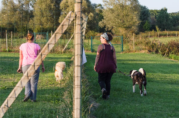 coping cane ridurre aggressività