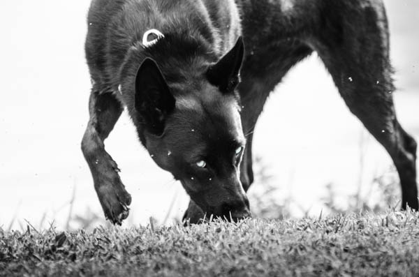 comunicare con il cane