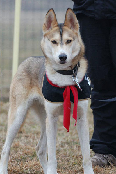 apprendimento esperienza relazione uomo cane