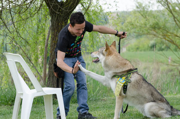 apprendimento esperienza relazione col cane