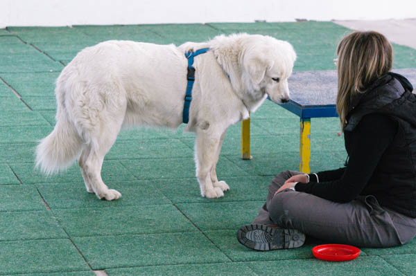 apprendimento condizionamento addestrare cane