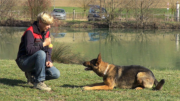 autocontrolli nel lavoro con il cane