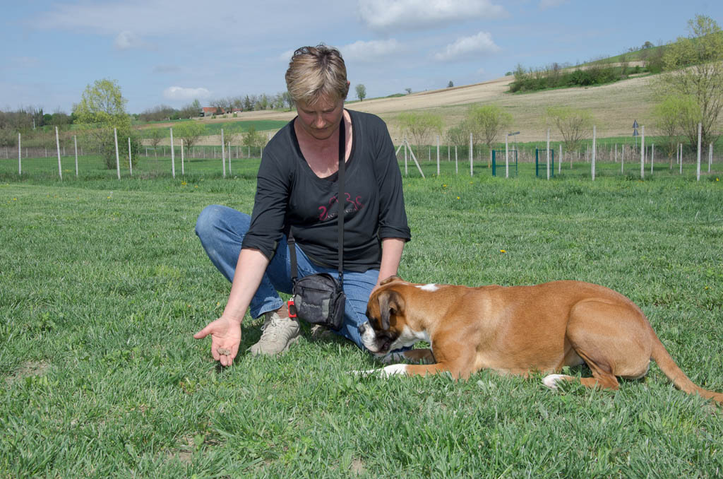 autocontrolli lavoro in stimolo nel cane
