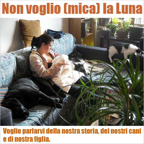 cane aggressivo labrador bambini