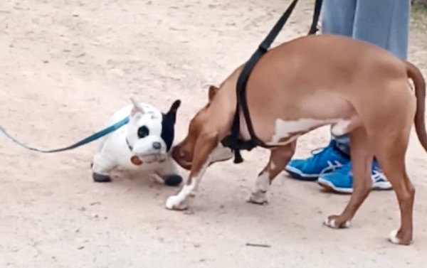 incontrare un vane al guinzaglio