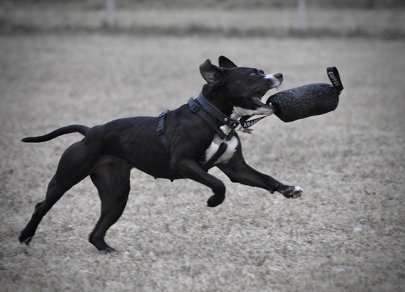scelta del cane di razza