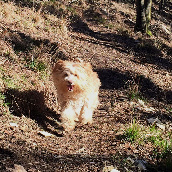 cane in passeggiata nel bosco