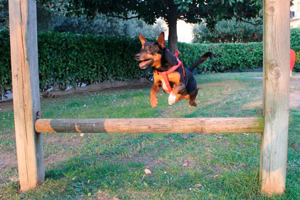 regole di educazione del cane