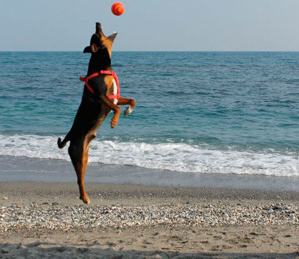 il richiamo del cane