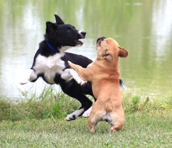 saltare nel gioco del cucciolo