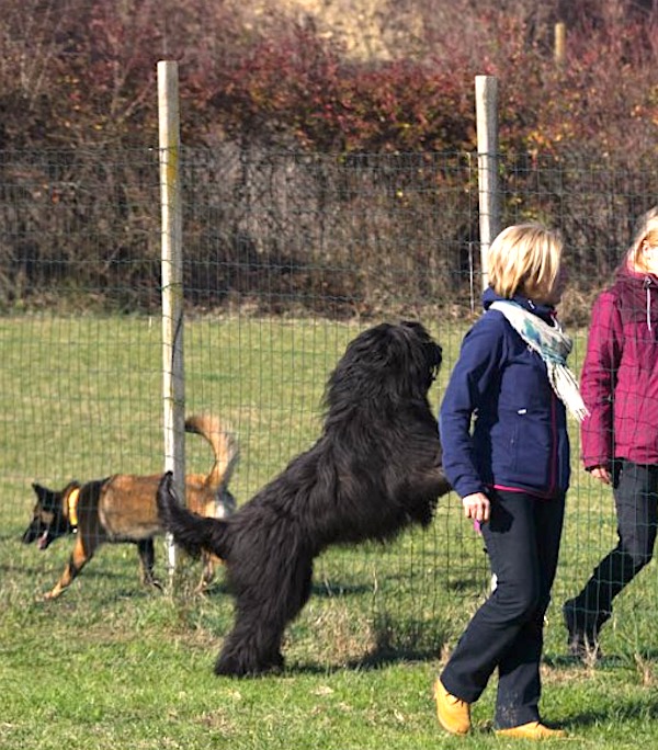 cane salta addosso alle eprsone