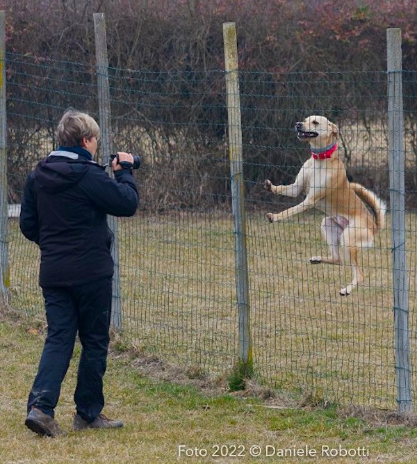 cane salta alla rete