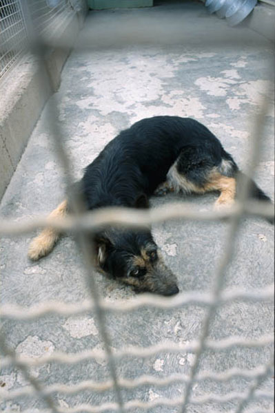 cane stress canile box