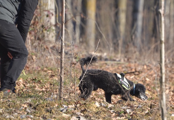 attività con cani sordi e ciechi