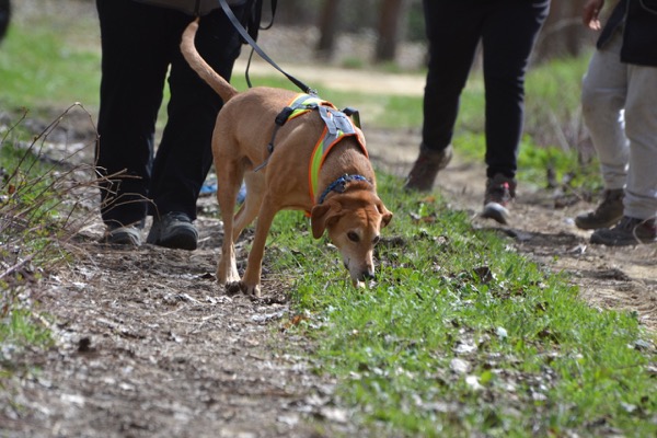 attività di ricerca olfattiva
