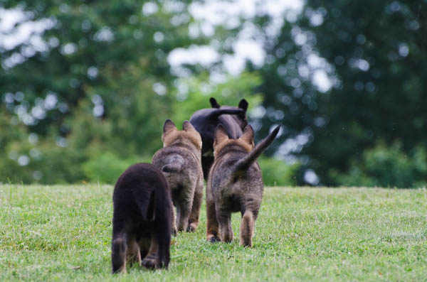 cuccioli in giardino esplorazione del territorio