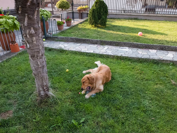 golden retriever gioco in  giardino