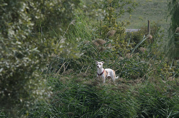 cane libero nell'ambiente
