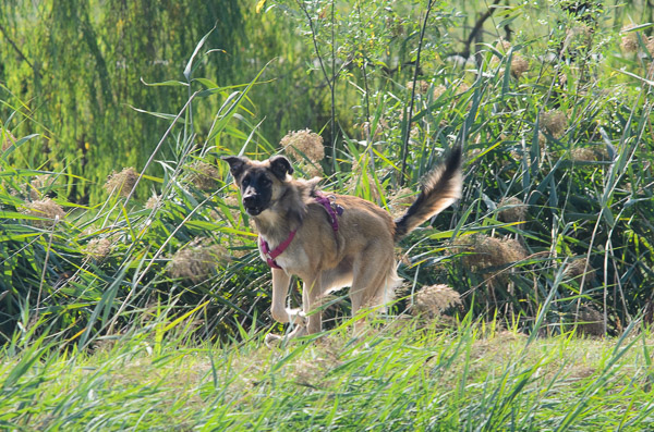 istinto predatorio e predazione nel cane