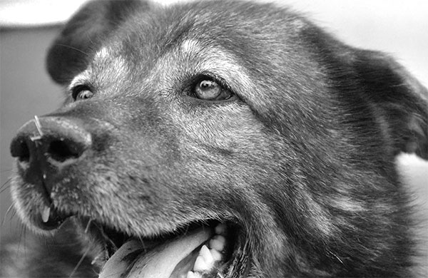 cane che ha paura del proprietario