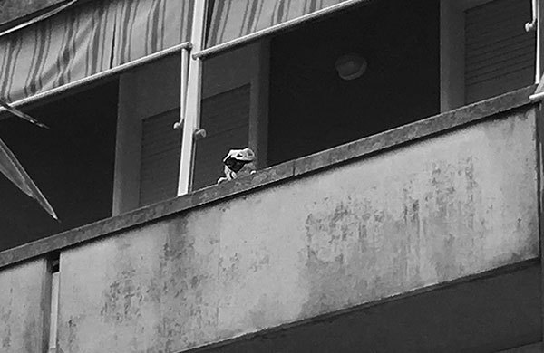 cane aggressivo che morde