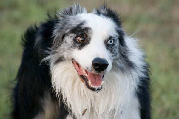 comportamento paura stress nel cane