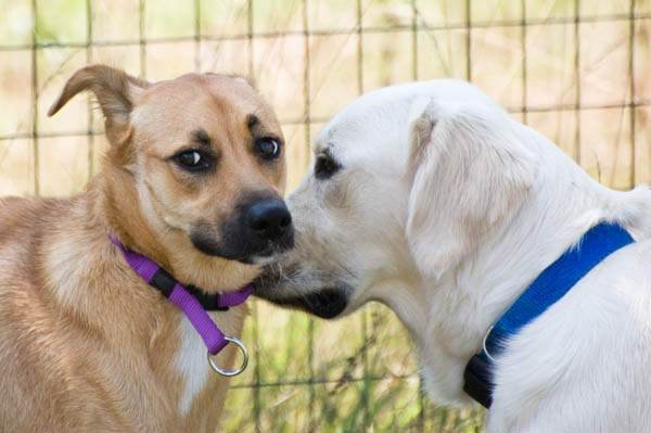 comportamento paura stress nel cane