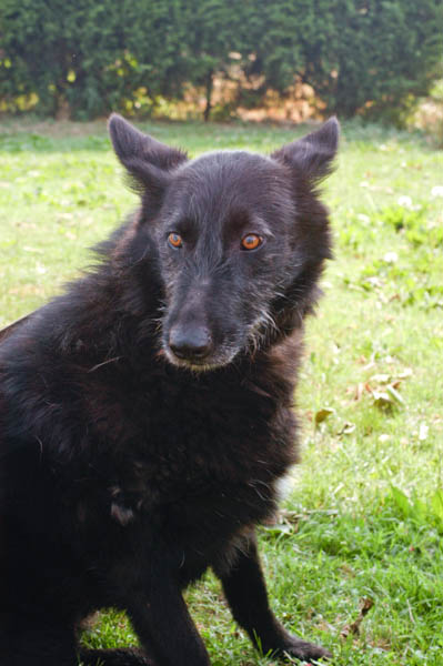 comportamento di paura nel cane