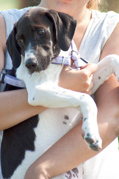 comportamento di paura nel cane