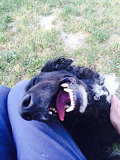 canile relazione educatore cane