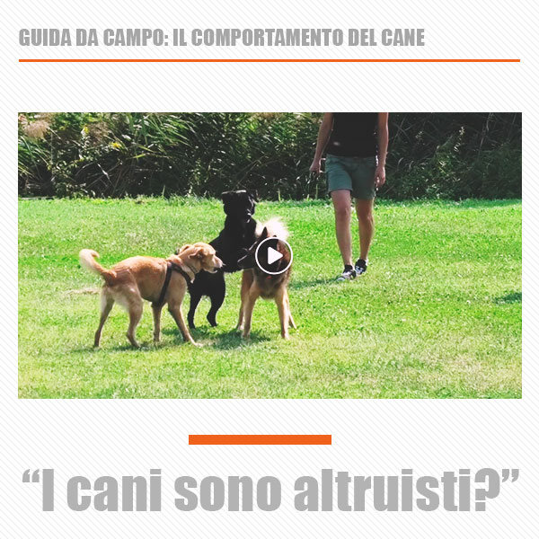 cani che aiutano altri cani
