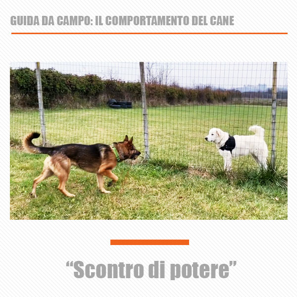abbaio tra due cani al cancello