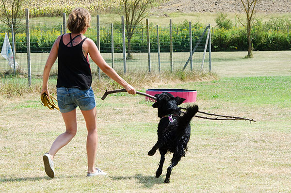 comportamento coping nel cane