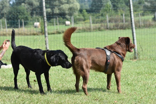 comportamenti di corteggiamento del cane