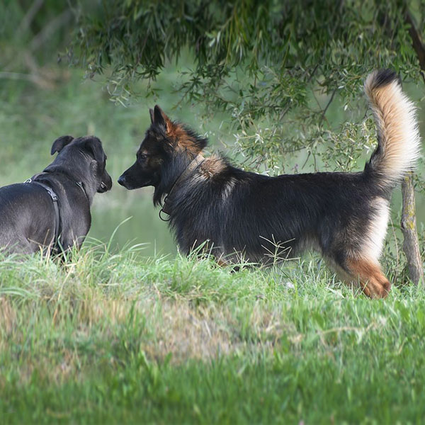 la postura di dominanza del cane