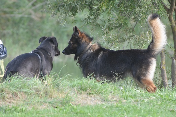 la comunicazione del cane