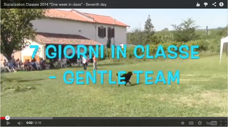 classi socializzazione del cane