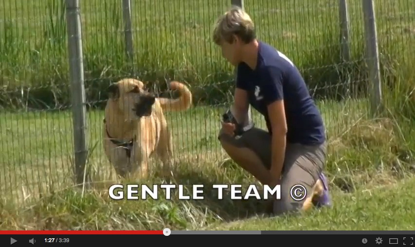 classi socializzazione del cane aggressivo