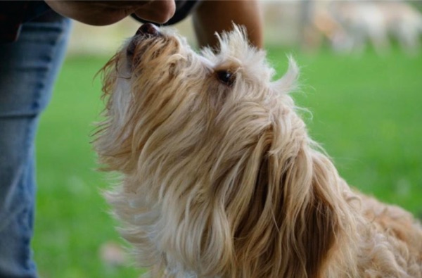 contatto con il cane