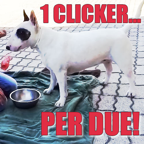 clicker training apprendimento del cane