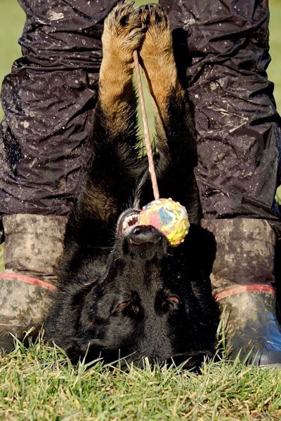 giocare con un pastore tedesco