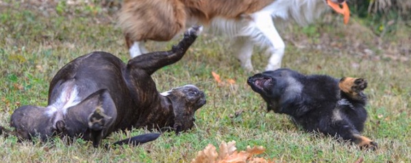 cane sottomissione nel gioco