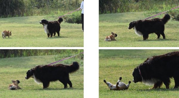 come fare incontrare due cani