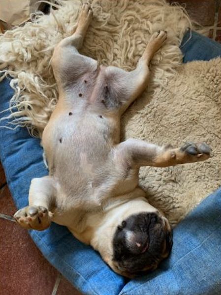 french bouldogue francese