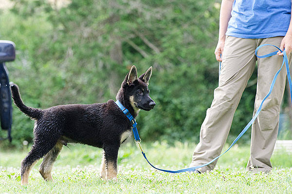 educazione del cucciolo al guinzaglio