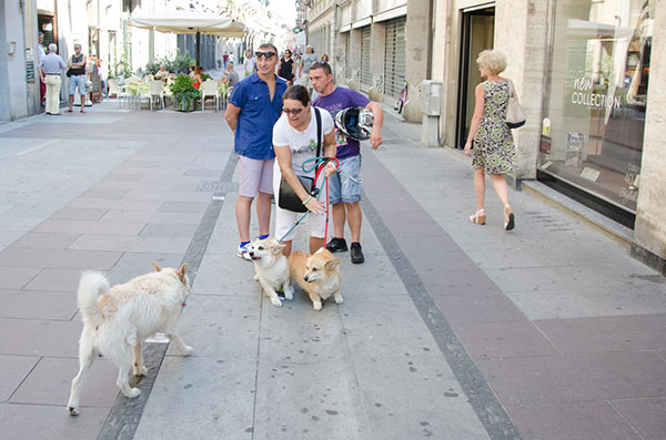 aggressività del cane al guinzaglio