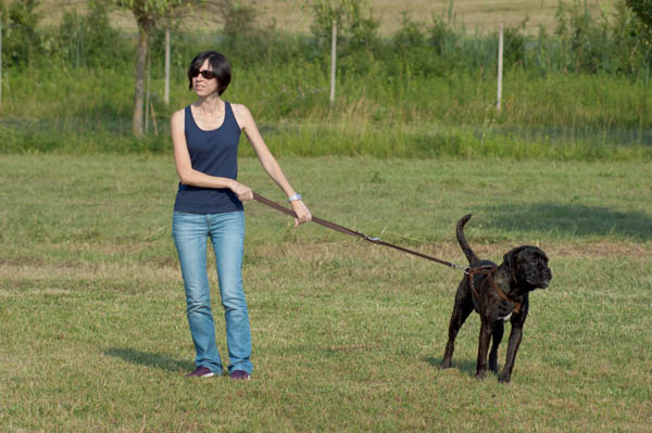 cane che tira al guinzaglio
